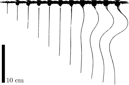 Time-lapse photography of a piano wire extruded at constant velocity in corn syrup.